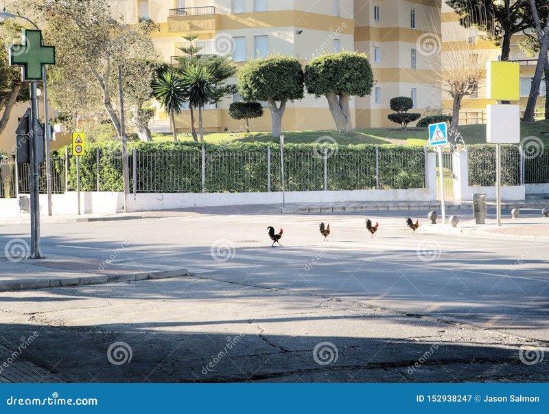Jugar chicken road, chicken road game Jugar chicken road, chicken road game